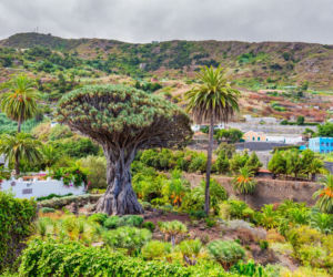 Dracena smocza