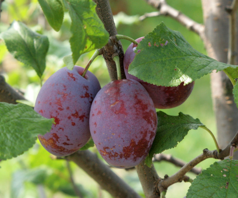 śliwa ‘Cacanska Rana’