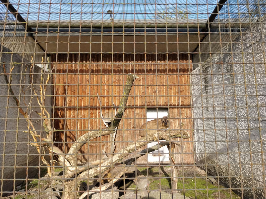 Wiosenny spacer w zamojskim zoo