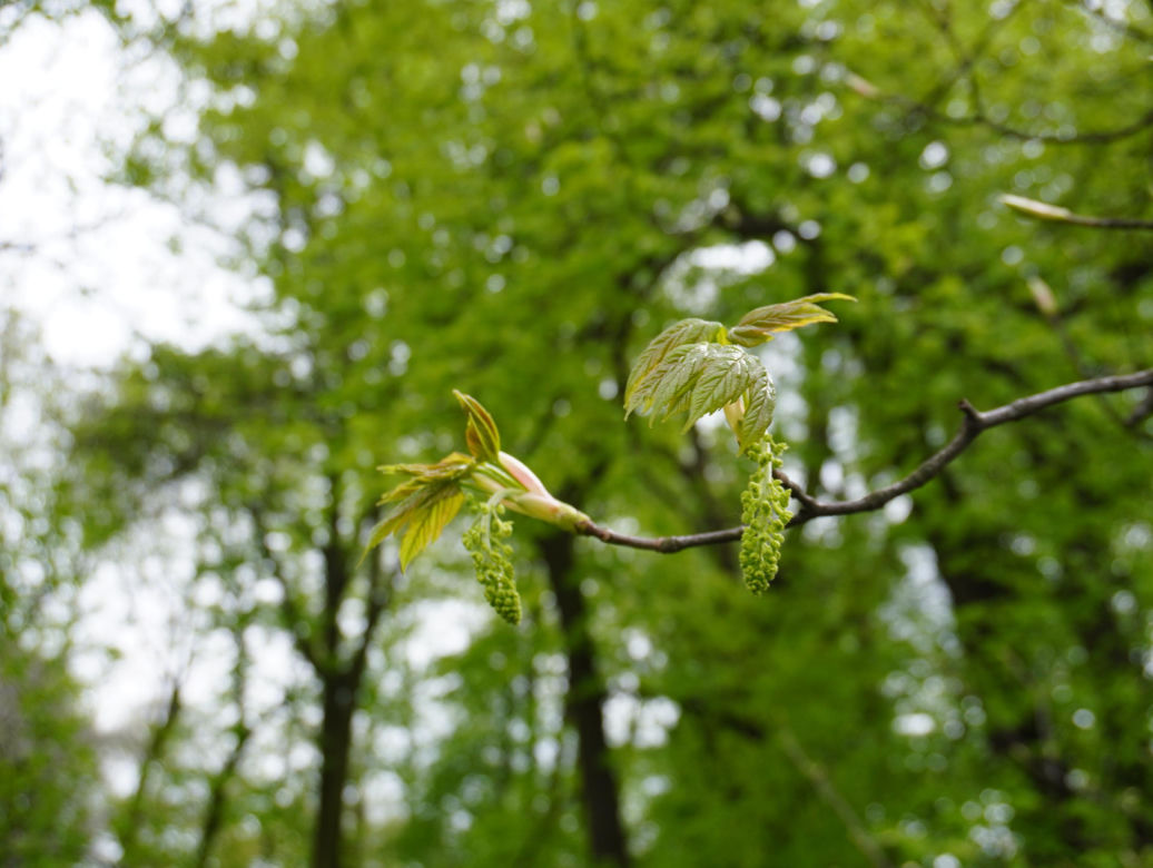 Park Bronowice wiosną 2024