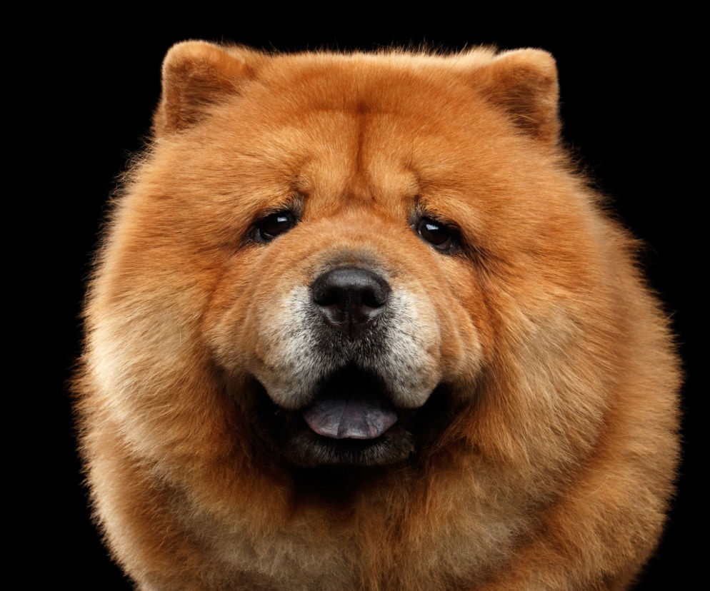 Chow Chow