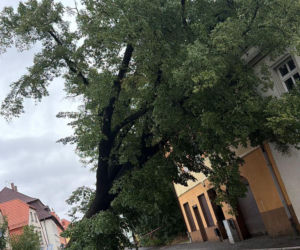 Burze spustoszyły Dolny Śląsk. Setki interwencji strażaków i ewakuacja obozów harcerskich