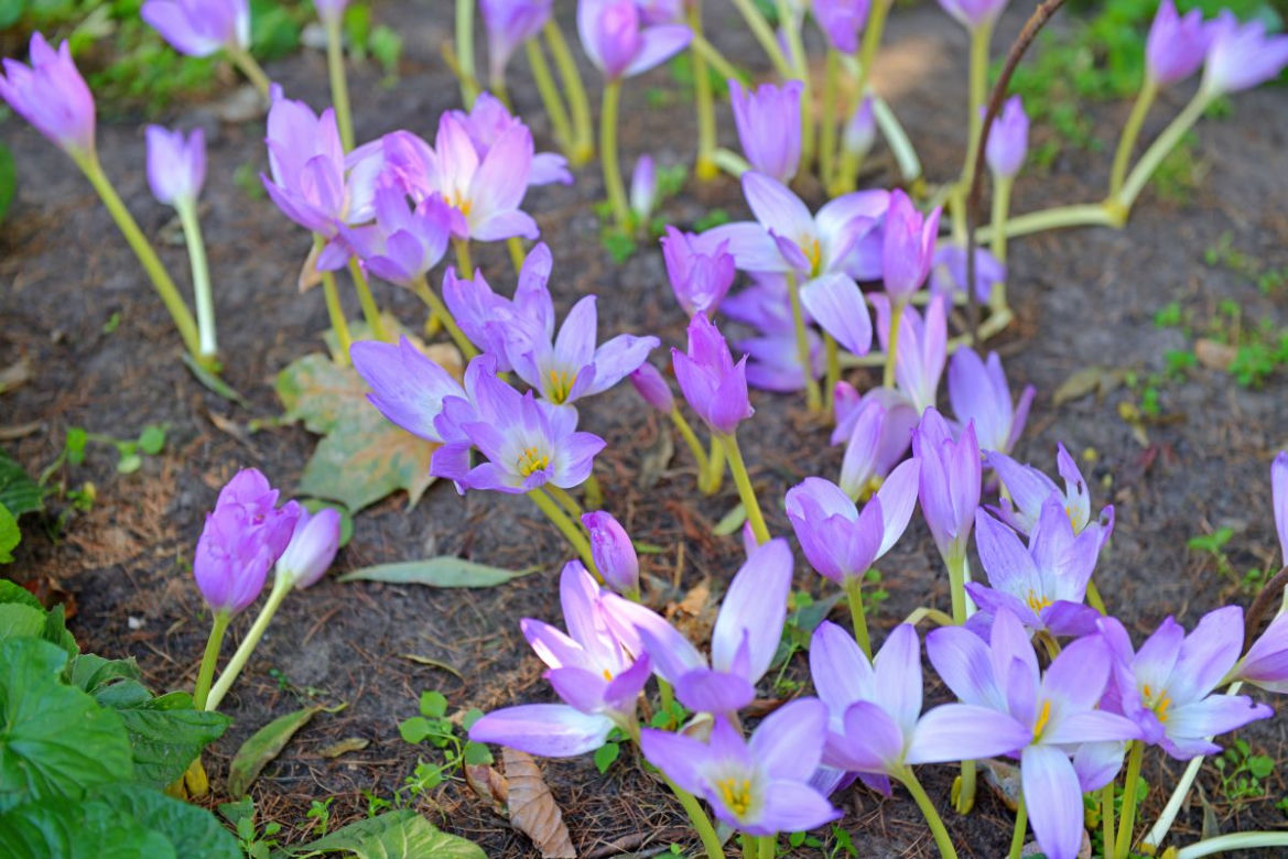 Krokusy jesienne
