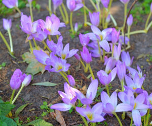 Krokusy jesienne