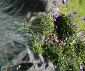 Ogród botaniczny Batorego wrócił do żywych