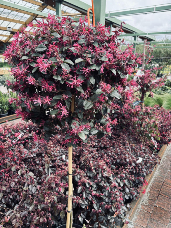 Loropetalum chińskie