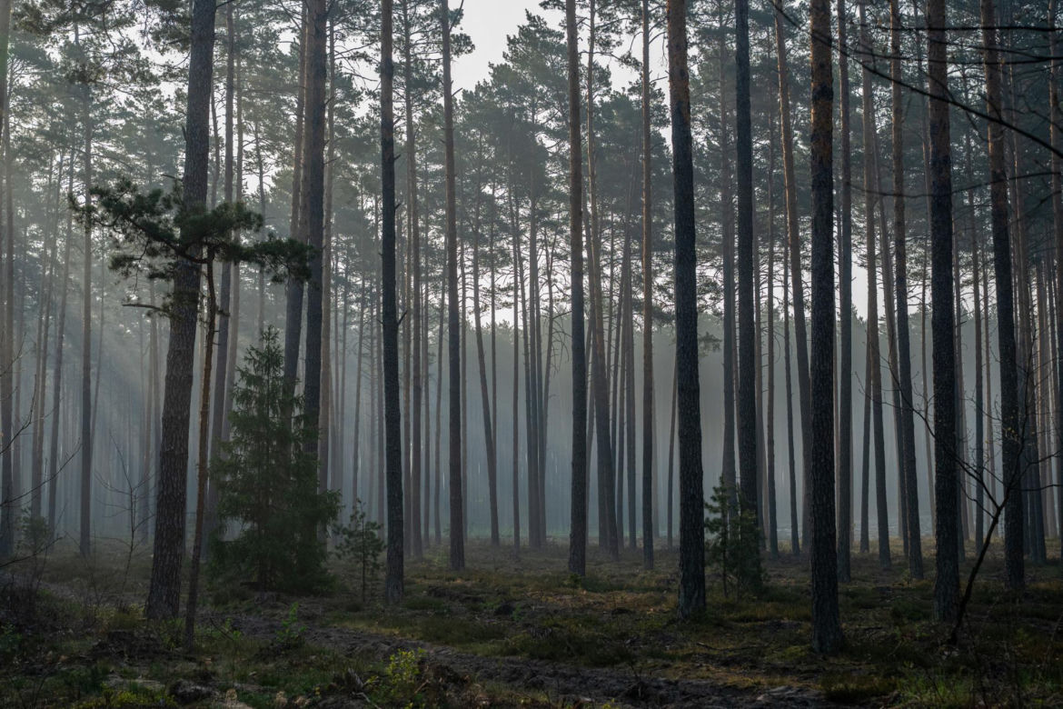 Roztoczański Park Narodowy zamknięty! Puszcza Solska w ogniu