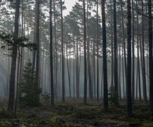 Roztoczański Park Narodowy zamknięty! Puszcza Solska w ogniu