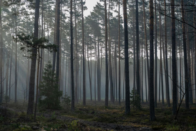 Roztoczański Park Narodowy zamknięty! Puszcza Solska w ogniu