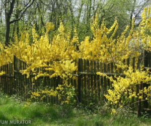 forsycja