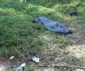 Tragedia podczas wycinki drzew. Olbrzymi konar zmiażdżył Pawła w lesie