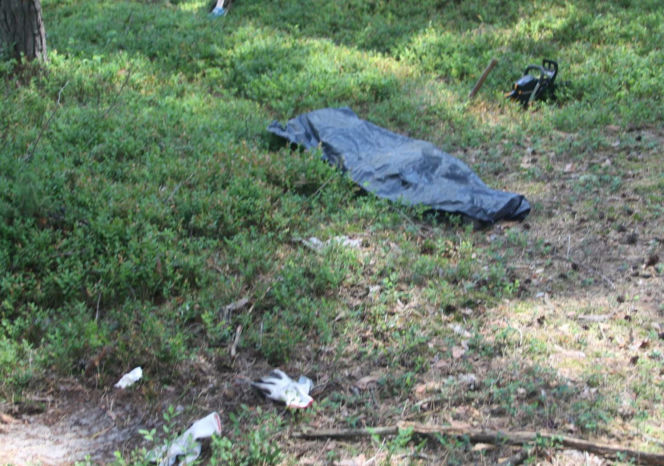 Tragedia podczas wycinki drzew. Olbrzymi konar zmiażdżył Pawła w lesie