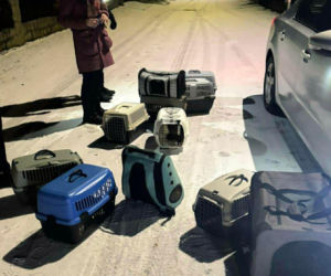 Interwencja w Łochowie. Zwierzęta trafiły pod opiekę schroniska i fundacji