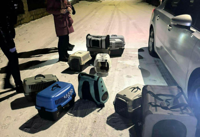 Interwencja w Łochowie. Zwierzęta trafiły pod opiekę schroniska i fundacji