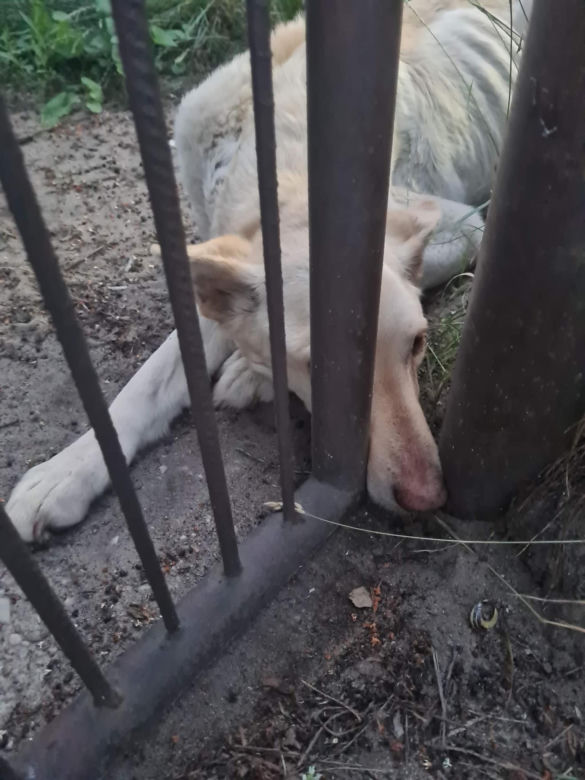  Opuścili dom i zostawili suczkę na pewną śmierć. Piesek walczy o życie