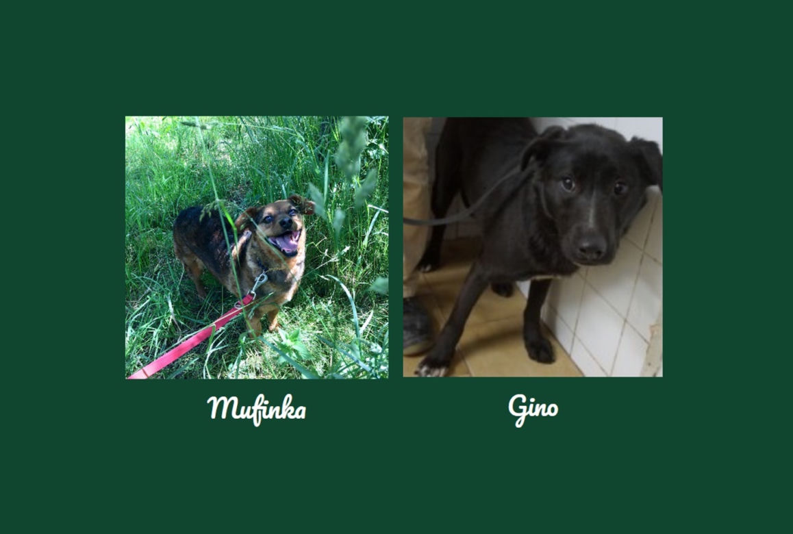 Mufinka i Gino