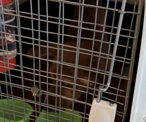 Malwina Wędzikowska uratowała psa