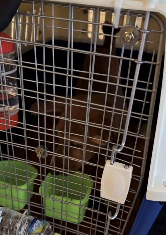 Malwina Wędzikowska uratowała psa