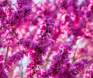  Drzewo z aukcji WOŚP w Ogrodzie Botanicznym