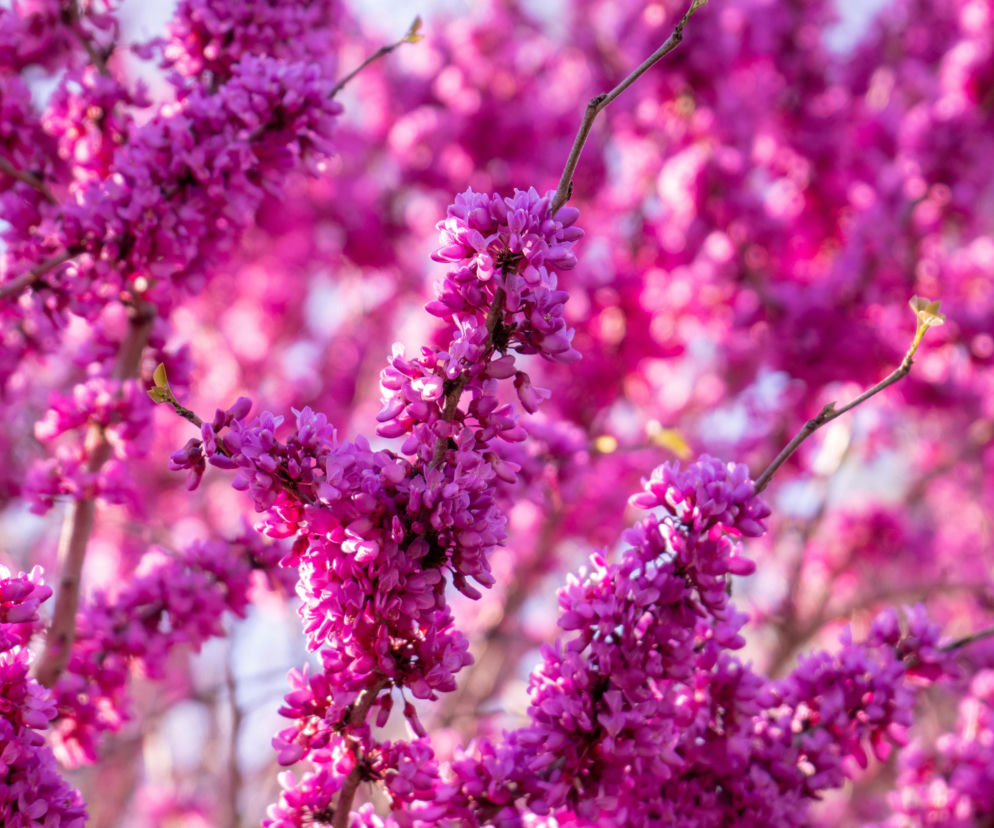  Drzewo z aukcji WOŚP w Ogrodzie Botanicznym