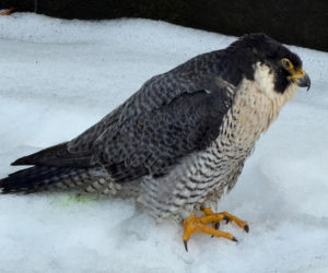 Nie żyje Giga - samica sokoła wędrownego związana z Pałacem Kultury i Nauki