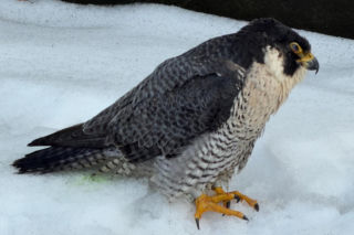 Nie żyje Giga - samica sokoła wędrownego związana z Pałacem Kultury i Nauki