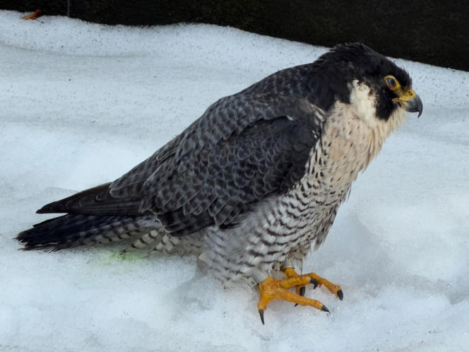Nie żyje Giga - samica sokoła wędrownego związana z Pałacem Kultury i Nauki