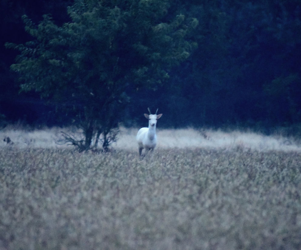 Po Czarnej Zajwie pokazała się Biała Perełka. Zwierzę - unikat w lasach Łódzkiego!  