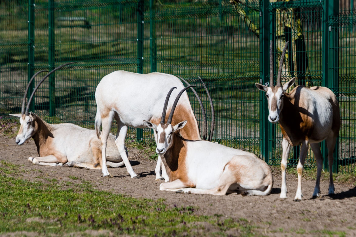 Koronawirus w Trójmieście. Zwierzęta z zoo tęsknią za ludźmi