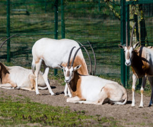 Koronawirus w Trójmieście. Zwierzęta z zoo tęsknią za ludźmi