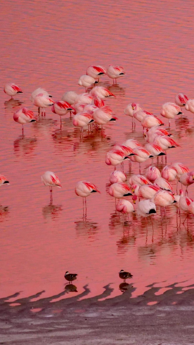 Laguna Colorada Jezioro w Boliwii