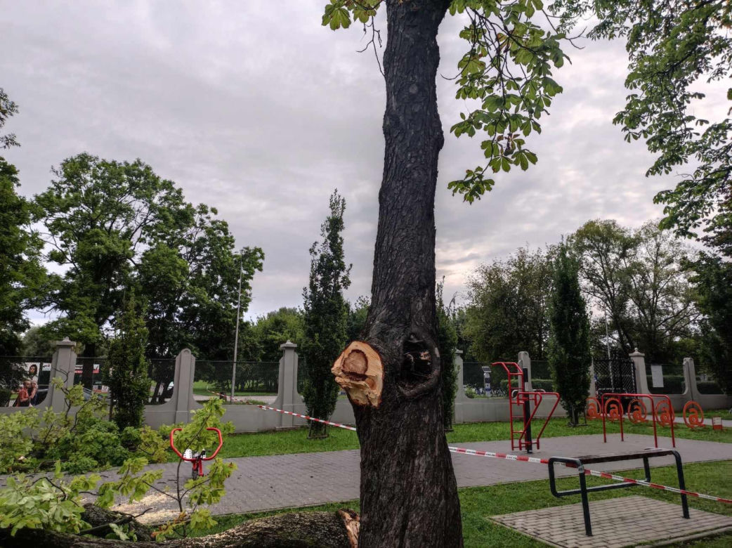 Tarnów. Dziewczynka uderzona przez zerwany konar. Koszmar na placu zabaw w Parku Strzeleckim