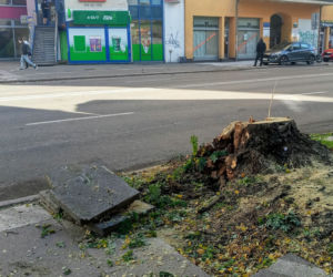 Z alei Wojska Polskiego wycięto kilkanaście drzew
