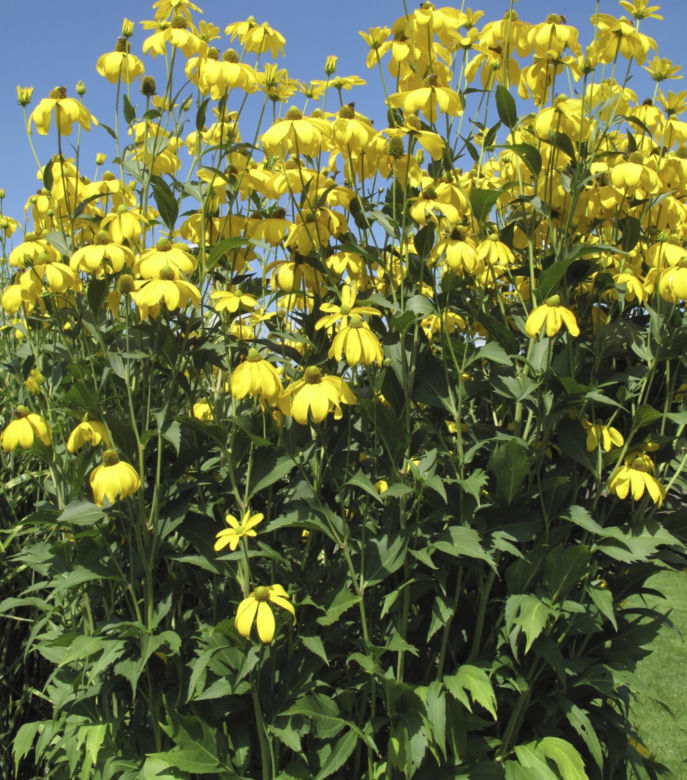 rudbekia