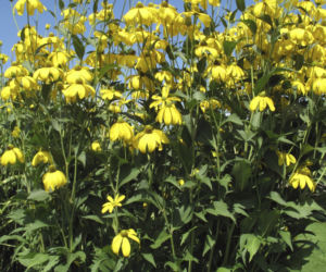 rudbekia