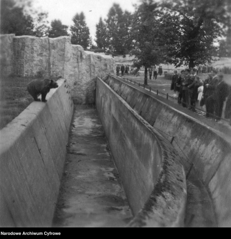 ZOO Wrocław w latach 50. XX wieku. Zobacz, jak wyglądało otwarcie zoo we Wrocławiu [ZDJĘCIA]
