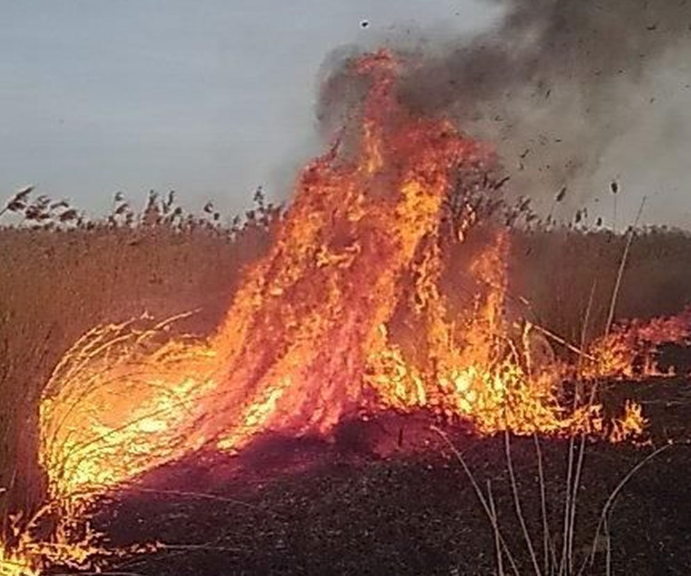 Ogromny pożar na Pojezierzu. Ogień objął pięć hektarów! Duże straty