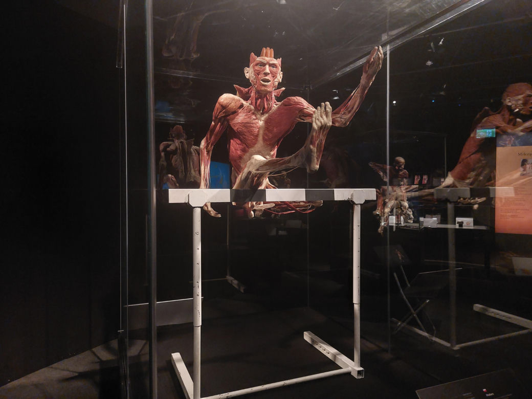 Wystawa Body Worlds w Szybie Wilson w Katowicach
