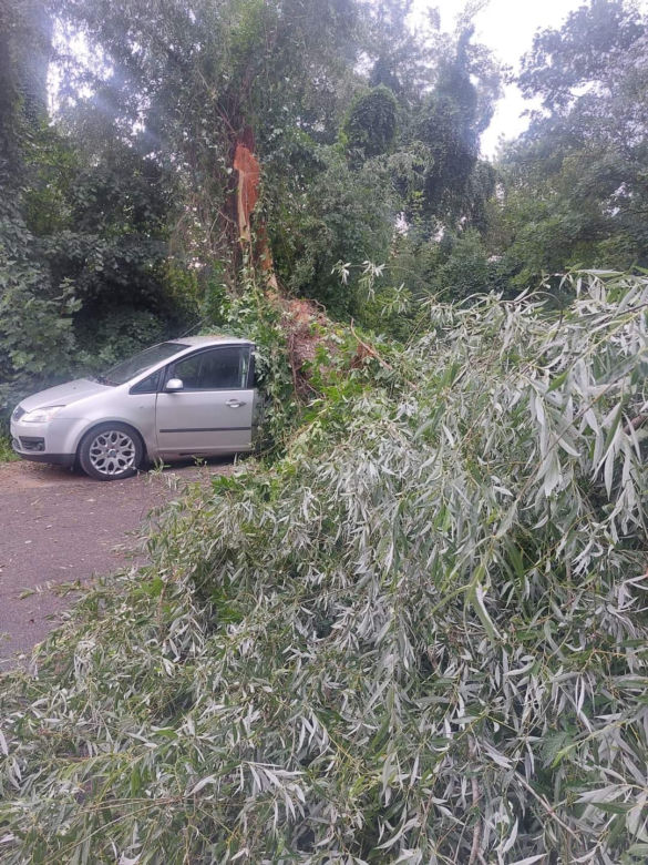 Drzewo runęło na samochód. Przerażający wypadek w Toruniu