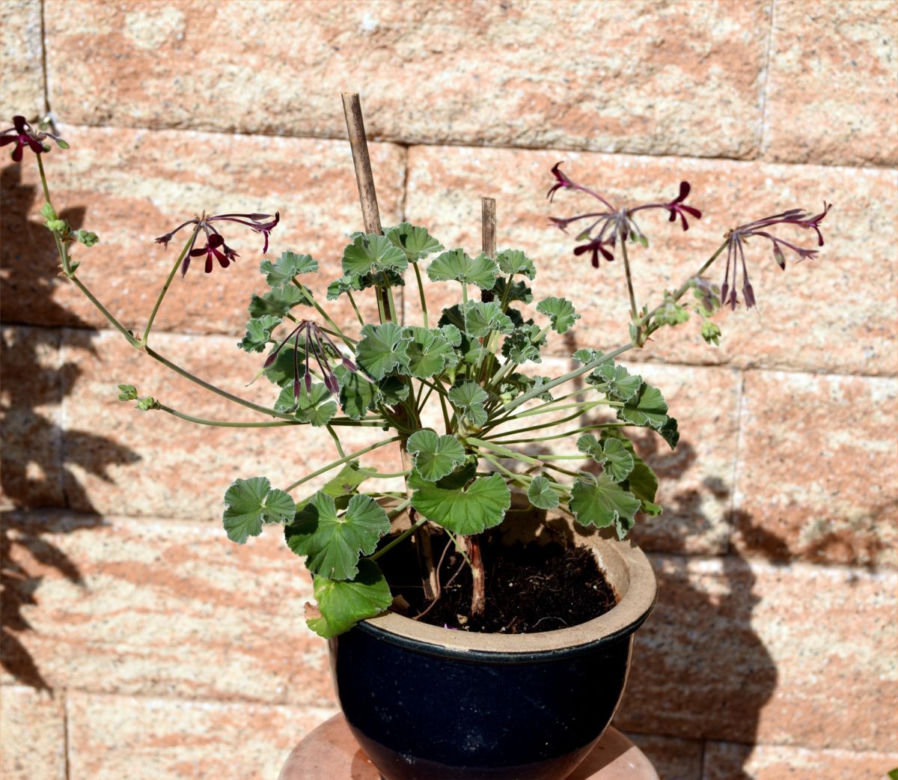 Pelargonia afrykańska