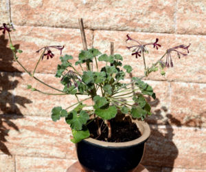Pelargonia afrykańska