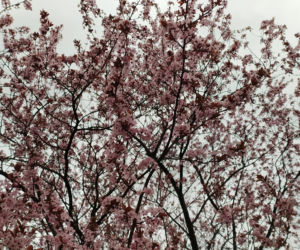 Śliwa wiśniowa 'Pissardii'