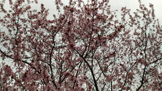 Śliwa wiśniowa 'Pissardii'