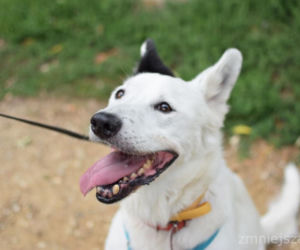 Marley - pies do adopcji