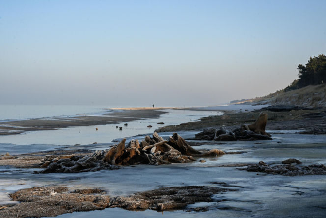 Bałtyk odsłonił las sprzed tysięcy lat