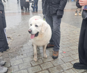 34. finał WOŚP w Krakowie. Golden Retrievery na Rynku Głównym