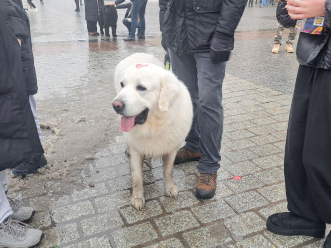34. finał WOŚP w Krakowie. Golden Retrievery na Rynku Głównym