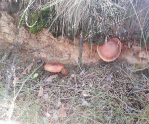 Grzybobranie 2017 w Bydgoszczy i okolicach [ZDJĘCIA CZYTELNIKÓW]