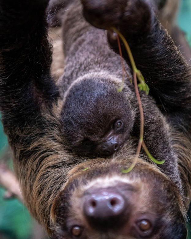 Baby boom w Orientarium ZOO Łódź. Weź udział w konkursie na imiona dla maluchów!