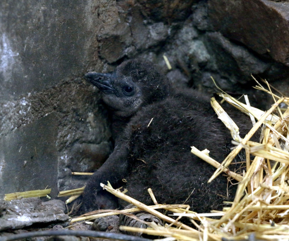 Małe pingwiny wykluły się w gdańskim zoo